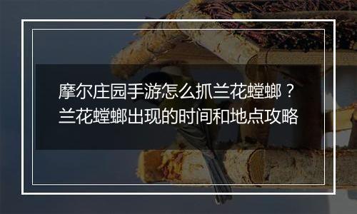 摩尔庄园手游怎么抓兰花螳螂？兰花螳螂出现的时间和地点攻略