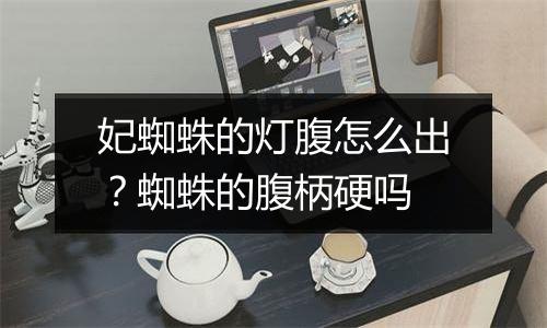 妃蜘蛛的灯腹怎么出？蜘蛛的腹柄硬吗