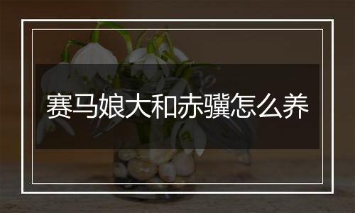 赛马娘大和赤骥怎么养